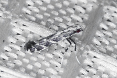 Leucospilapteryx venustella