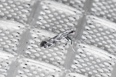 Leucospilapteryx venustella