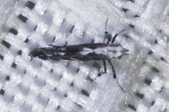 Leucospilapteryx venustella