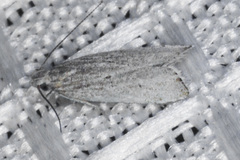 Helcystogramma chambersella