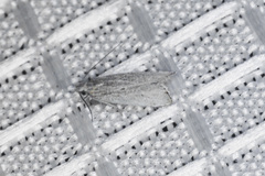 Helcystogramma chambersella