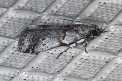 Acrobasis comptella
