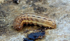 Xestia xanthographa