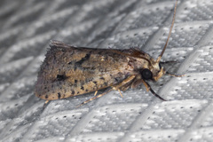 Acrolophus cockerelli