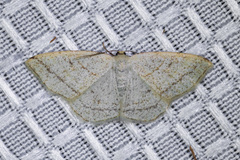 Protitame subalbaria