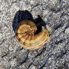 Xestia xanthographa