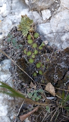 Pinguicula gracilis