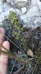 Pinguicula gracilis