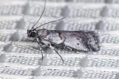 Acrobasis comptella