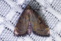 Hypsopygia phoezalis