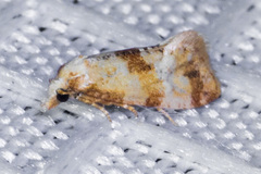 Cochylis parallelana