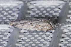 Helcystogramma chambersella