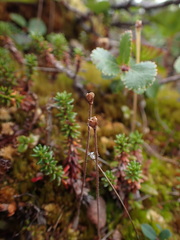 Pinguicula villosa