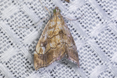 Scybalistodes periculosalis