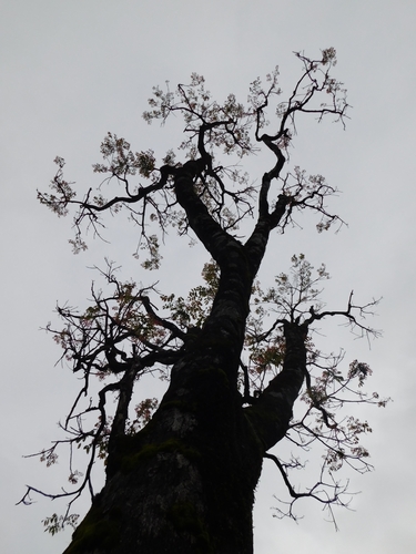 Image of Kenya coffeeshade by (c) Rama Narayanan, some rights reserved (CC BY)