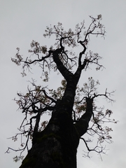 Pink Cedar (Acrocarpus)