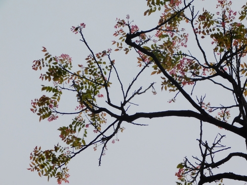 Image of Kenya coffeeshade by (c) Rama Narayanan, some rights reserved (CC BY)