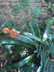 Aechmea caudata