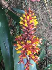 Aechmea caudata