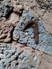 Pachydactylus capensis