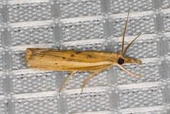 Fissicrambus intermedius