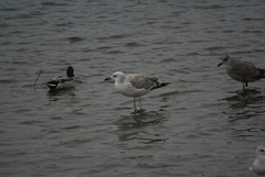 Larus cachinnans