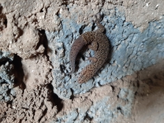 Pachydactylus capensis