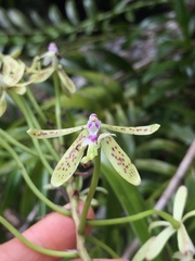 Epidendrum raniferum