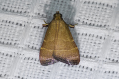 Arta epicoenalis