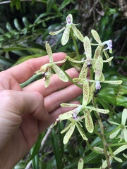 Epidendrum raniferum
