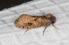 Acrolophus cockerelli