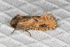 Acrolophus cockerelli