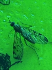 Sylvicola fenestralis