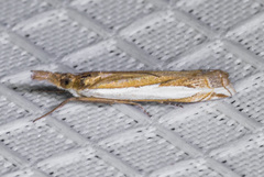 Crambus sperryellus