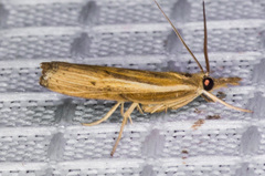 Fissicrambus intermedius