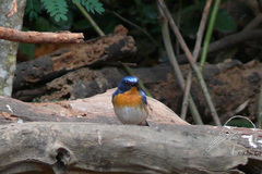 Cyornis sumatrensis
