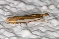 Crambus sperryellus