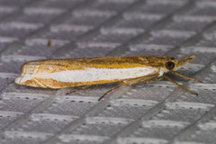 Crambus sperryellus