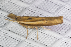 Fissicrambus intermedius