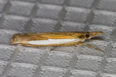Crambus sperryellus