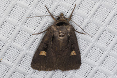 Adelphagrotis indeterminata