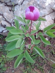 Paeonia algeriensis image