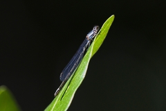 Enallagma cardenium