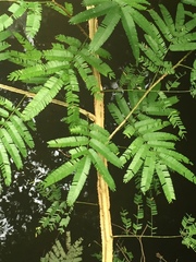 Piptadenia gonoacantha