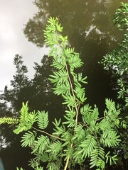 Piptadenia gonoacantha