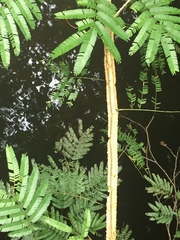 Piptadenia gonoacantha