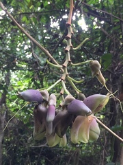 Mucuna urens