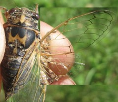 Cicadatra atra