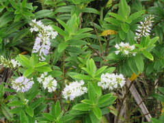 Veronica × lewisii