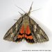 Mother Underwing Moth - Photo (c) Stuart Tingley, some rights reserved (CC BY-NC), uploaded by Stuart Tingley